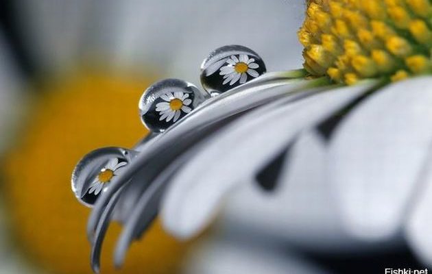 Пелюсток Ромен-цвіту